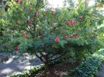 Arbre � houppettes, Calliandre, Calliandra haematocephala
