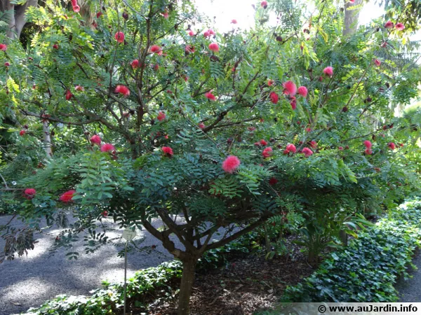 Arbre à houppettes, Calliandre, Calliandra haematocephala