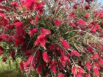 Callistemon viminalis Inferno Yanferno - Rince bouteille - Arbuste aux  fleurs rouges, jeunes feuilles orangées