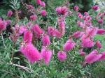 Rince-bouteille citrine, Callistemon citrinus 'Reeves Pink'