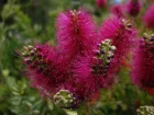Rince-bouteille pleureur, Callistemon viminalis