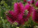 Rince-bouteille pleureur, Callistemon viminalis 'Hot Pink'