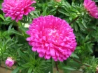 Reine marguerite, Aster annuel de Chine, Callistephus chinensis