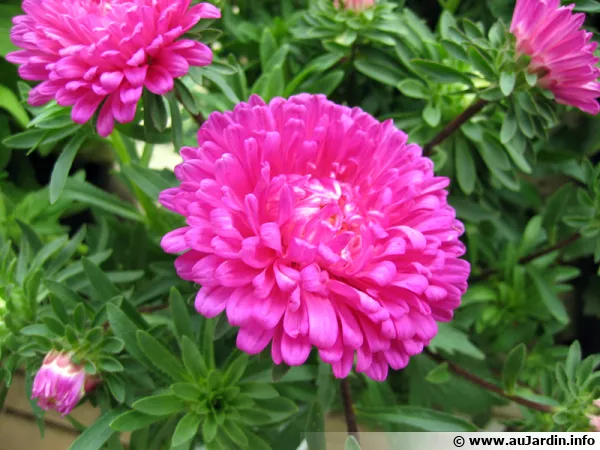 Reine marguerite, Reine marguerite, Aster annuel de Chine, Callistephus chinensis