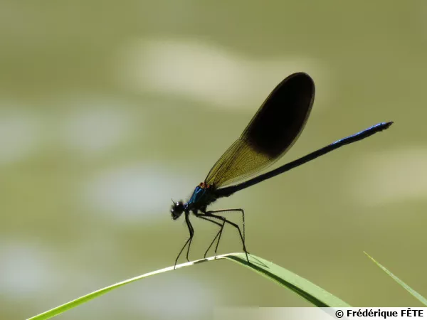 Calopteryx splendens, le caloptryx clatant ou caloptryx splendide
