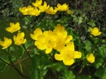 Souci d'eau, Populage, Caltha palustris