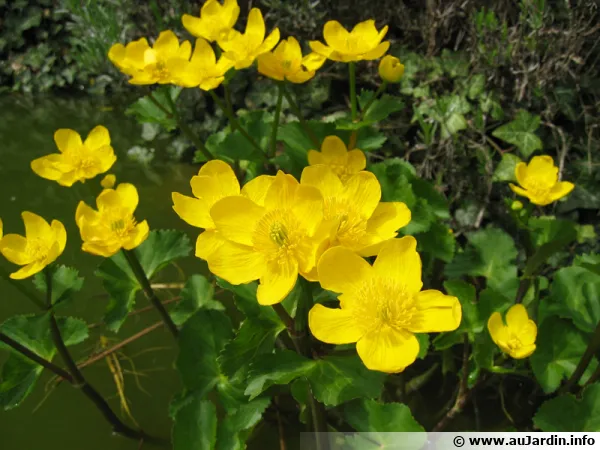 Souci d'eau, Populage, Caltha palustris