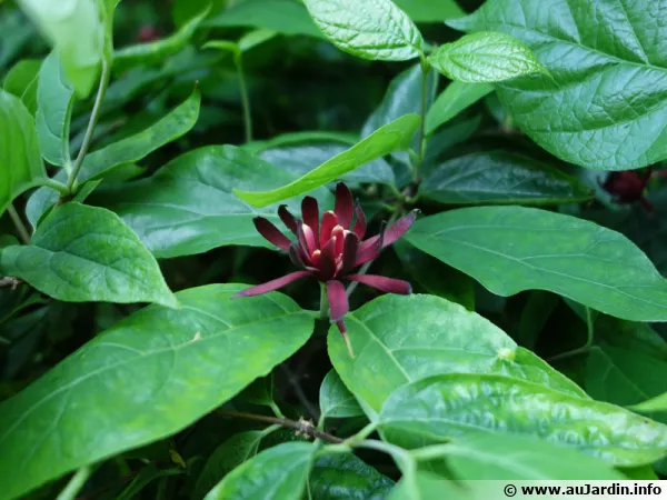 Calycanthe, Arbre aux anémones, Arbre Pompadour, Calycanthus floridus