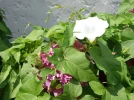 Liseron des haies, Calystegia sepium