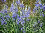 Camassie, Jacinthe des indiens, Camassia quamash