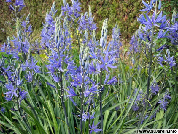 Camassie, Jacinthe des indiens, Camassia quamash