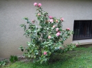 L'arrosage des plantes d'extrieur en hiver