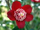 Camélia du Japon, Camellia japonica