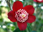 Camelia japonica 'Lipstick' Camelia japonica 'Lipstick'