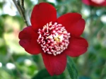 Camellia japonica 'Lipstick'