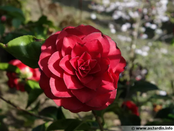 Attendez la fin de la floraison pour tailler votre camélia si nécessaire