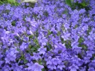 Campanule des murailles, Campanula portenschlagiana, Campanula muralis