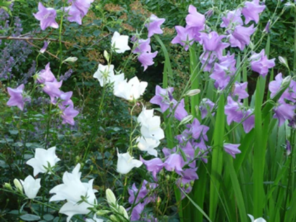 Campanule � feuilles de p�cher, Campanula persicifolia