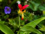 Balisier d'Inde botanique, Canna comestible, Canna brasiliensis