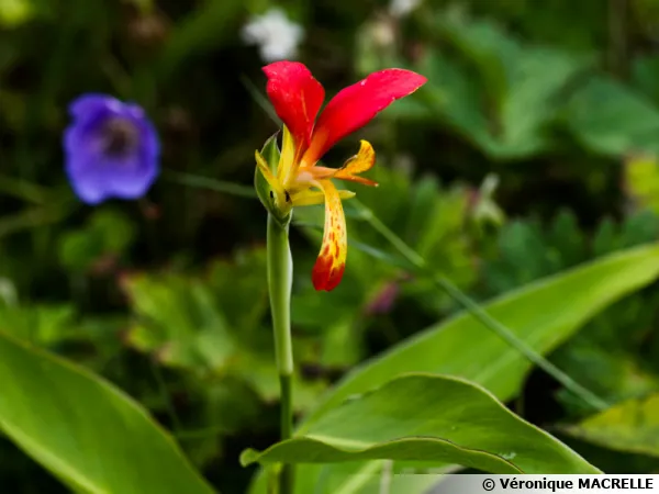 Balisier d'Inde botanique, Canna comestible, Canna brasiliensis