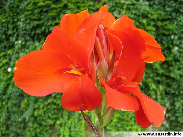 Un canna aux fleurs rouges flamboyantes !
