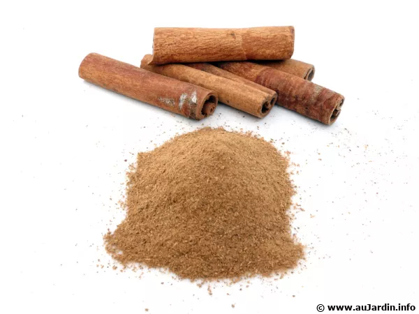 La cannelle en tuyaux et en poudre