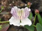 Cprier commun, Cprier pineux, Capparis spinosa