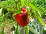 Poivron, Capsicum annuum