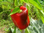 Poivron, Capsicum annuum