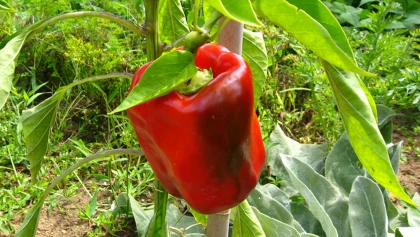Poivron, Piment (Capsicum annuum) : r�ussir la plantation et la r�colte