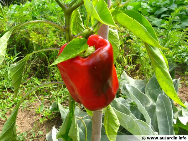 Poivron, Capsicum annuum