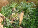 Comment blanchir ses lgumes?
