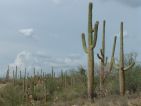 Parc national de Saguaro, Carnegiea gigantea Parc national de Saguaro, Carnegiea gigantea