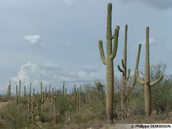 Le parc national de Saguaro (USA, Arizona)