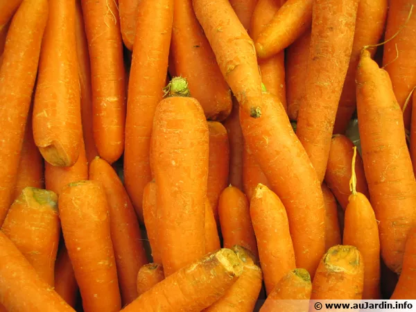 Carottes primeurs au rayon légumes