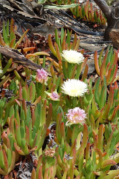 Figue des Hottentots, Figue marine, Griffe de sorcière, Carpobrotus ...
