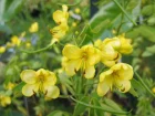 Cassie, Senn, Cassia corymbosa