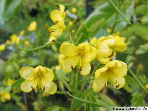 Cassie, Senné, Cassia corymbosa