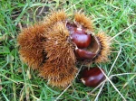 Chataignier (Chataigne), Castanea sativa