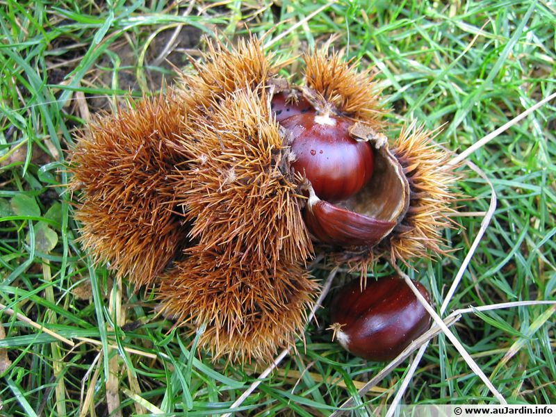 Châtaignier (Châtaigne) planter, cultiver, récolter