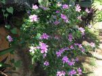 Pervenche, Catharanthus roseus, Vinca rosea Pervenche, Catharanthus roseus, Vinca rosea