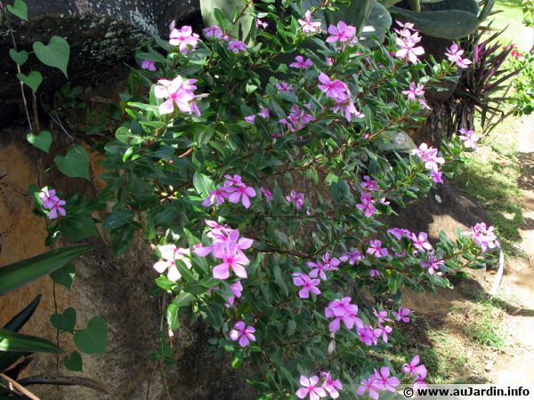 Pervenche de Madagascar, Catharanthus roseus : planter, cultiver, multiplier
