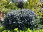 Ceanothe, Ceanothus, Lilas de Californie