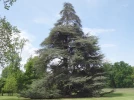C�dre de l�atlas, Cedrus atlantica