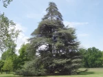 C�dre de l�atlas, Cedrus atlantica 'Glauca' de couleur bleue 