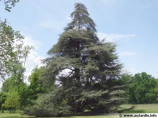 Cdre de latlas, Cedrus atlantica 'Glauca' de couleur bleue 
