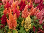 Celosie plumeuse, Celosia argentea var. plumosa
