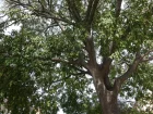 Micocoulier du Midi, Micocoulier de Provence, Micocoulier austral, Celtis australis