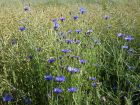 Bleuet des champs, Barbeau bleu, Centaurea cyanus