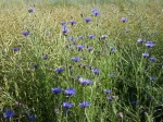 Des Bleuet des champs dans un champ, Centaurea cyanus